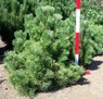 Pinus nigra nana